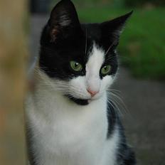 Blanding af racer Jack R.I.P