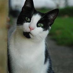 Blanding af racer Jack R.I.P