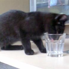 Huskat Tyson <givet væk>