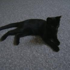 Huskat Tyson <givet væk>