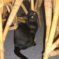 Huskat Tyson <givet væk>