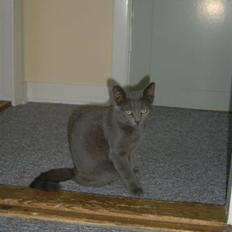 Huskat Silver <givet væk>