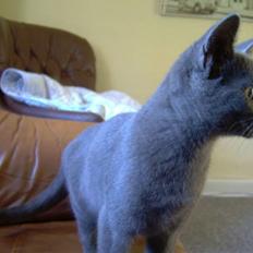 Huskat Silver <givet væk>