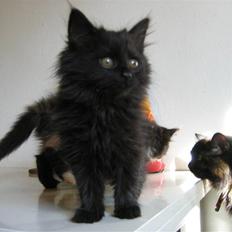 Blanding af racer Mille