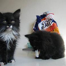 Blanding af racer Mille