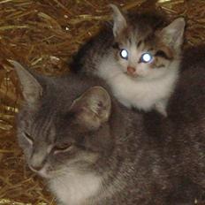 Huskat VRCL's Misse-Mor*VÆK*