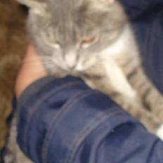 Huskat VRCL's Misse-Mor*VÆK*