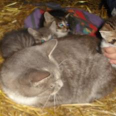 Huskat VRCL's Misse-Mor*VÆK*