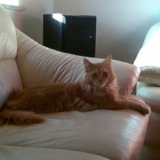 Maine Coon Harald (konge)