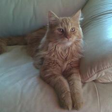 Maine Coon Harald (konge)