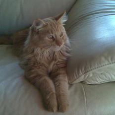 Maine Coon Harald (konge)