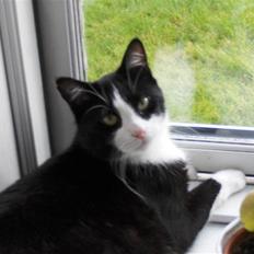 Blanding af racer Laban