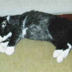 Blanding af racer Laban