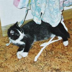 Blanding af racer Laban