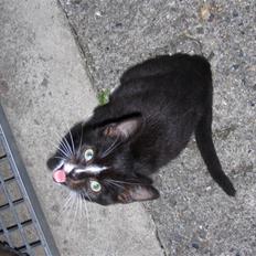 Huskat Smut (tidl. Bella)