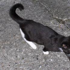 Huskat Smut (tidl. Bella)