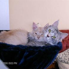 Maine Coon Bermuda Mystery(Mysse)