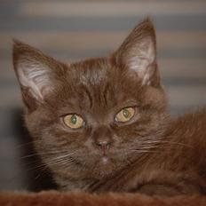 British Shorthair DK Vester's Isis