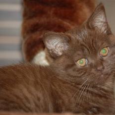 British Shorthair DK Vester's Isis