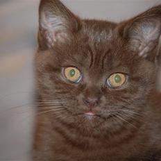 British Shorthair DK Vester's Isis
