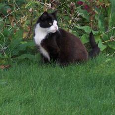 Huskat Lille Mis *Død*