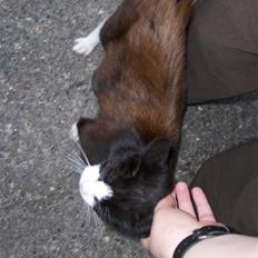 Huskat Lille Mis *Død*