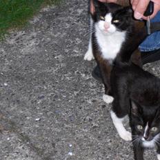 Huskat Lille Mis *Død*