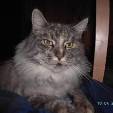 Maine Coon Sally
