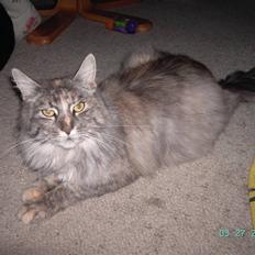 Maine Coon Sally