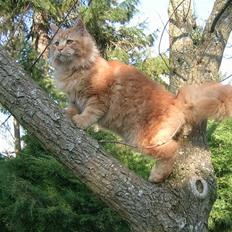 Maine Coon Pyrus