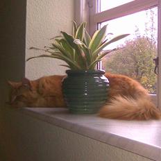 Maine Coon Pyrus