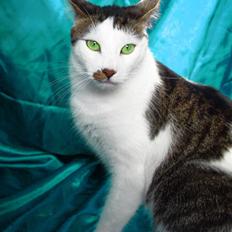 Huskat 'Emilius - Rest in peace