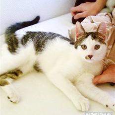 Huskat 'Emilius - Rest in peace