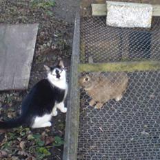 Blanding af racer Dipsi- R.I.P. (L)