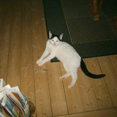 Blanding af racer nemo 