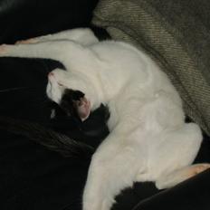 Blanding af racer nemo 