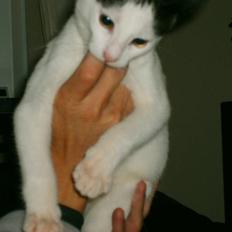 Blanding af racer nemo 