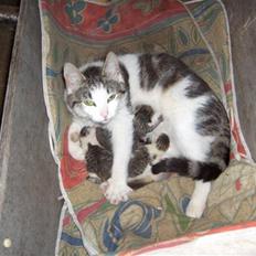 Blanding af racer Katja