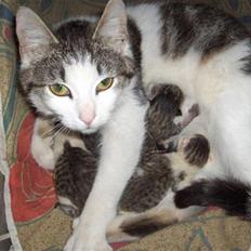 Blanding af racer Katja