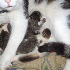 Blanding af racer Katja