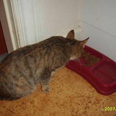 Huskat sally (R.I.P)