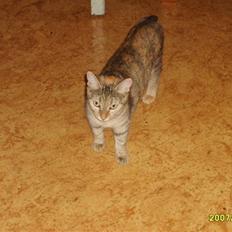 Huskat sally (R.I.P)