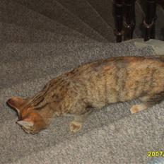 Huskat sally (R.I.P)