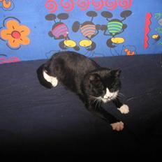 Blanding af racer Misser