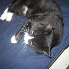 Blanding af racer Misser