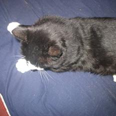 Blanding af racer Misser