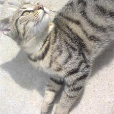 Blanding af racer Emil