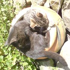 Blanding af racer Emil