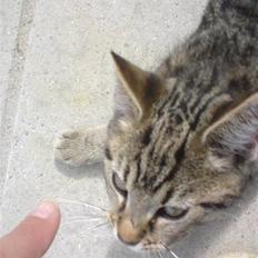 Blanding af racer Emil