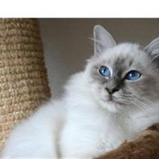 Hellig Birma Andante